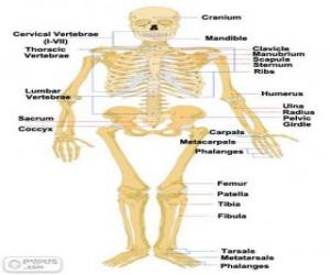 Puzzle Ανθρώπινος σκελετός. Τα οστά του ανθρώπινου σώματος (Αγγλικά)